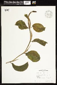 Potamogeton amplifolius image