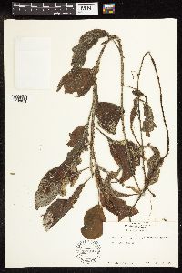 Potamogeton amplifolius image