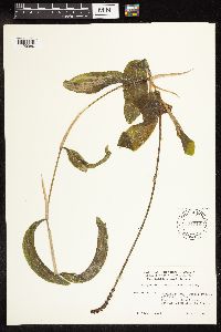 Potamogeton amplifolius image