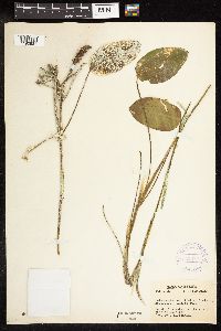 Potamogeton amplifolius image