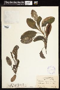 Potamogeton amplifolius image