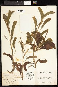 Potamogeton amplifolius image