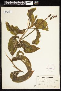 Potamogeton amplifolius image