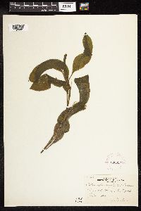 Potamogeton amplifolius image