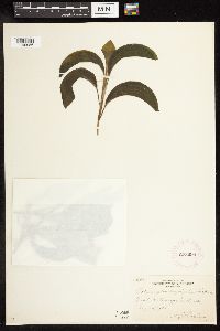 Potamogeton amplifolius image