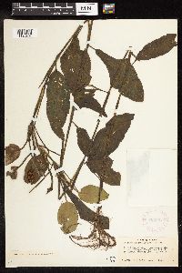 Potamogeton amplifolius image