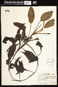 Potamogeton amplifolius image