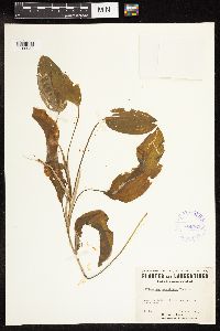 Potamogeton amplifolius image