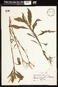 Potamogeton amplifolius image