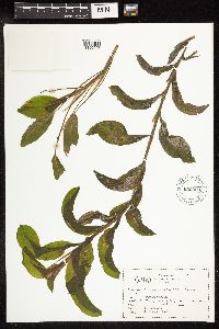 Potamogeton amplifolius image