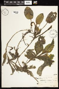 Potamogeton amplifolius image