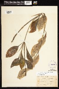 Potamogeton amplifolius image