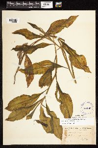 Potamogeton amplifolius image