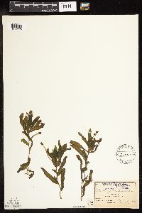 Potamogeton crispus image