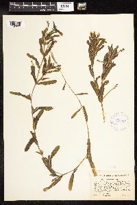 Potamogeton crispus image