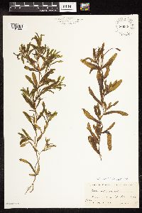 Potamogeton crispus image