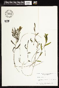 Potamogeton crispus image