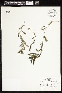 Potamogeton crispus image