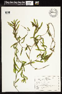 Potamogeton crispus image