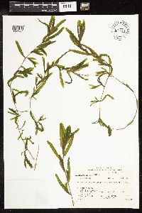 Potamogeton crispus image