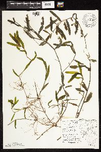 Potamogeton crispus image