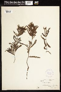 Potamogeton crispus image