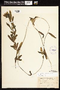 Potamogeton crispus image