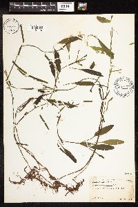 Potamogeton epihydrus image
