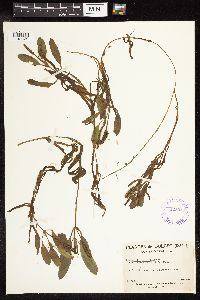 Potamogeton epihydrus image