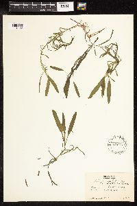 Potamogeton epihydrus image