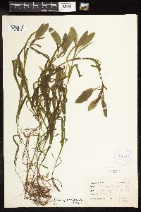 Potamogeton epihydrus image