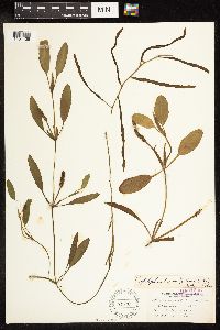 Potamogeton epihydrus image