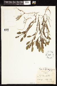 Potamogeton epihydrus image