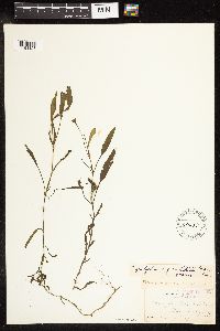 Potamogeton epihydrus image