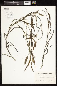Potamogeton epihydrus image