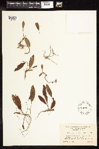 Potamogeton epihydrus image