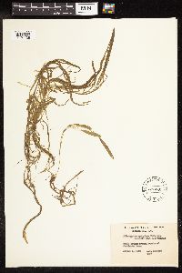 Potamogeton epihydrus image