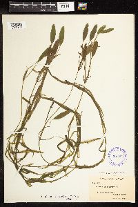 Potamogeton epihydrus image