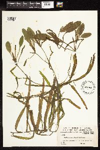 Potamogeton epihydrus image