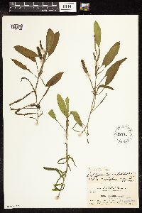 Potamogeton epihydrus image