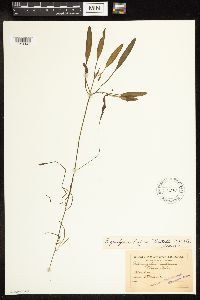 Potamogeton epihydrus image