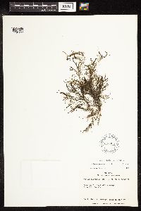 Potamogeton foliosus image