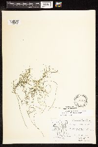 Potamogeton foliosus image