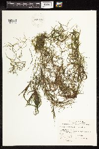 Potamogeton foliosus image
