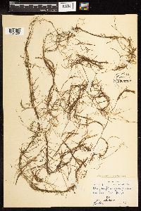 Potamogeton foliosus image