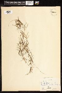 Potamogeton foliosus image