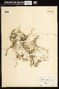 Potamogeton foliosus image