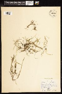 Potamogeton foliosus image