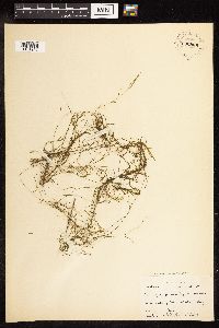 Potamogeton foliosus image