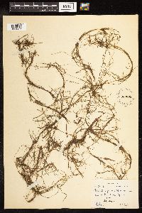 Potamogeton foliosus image